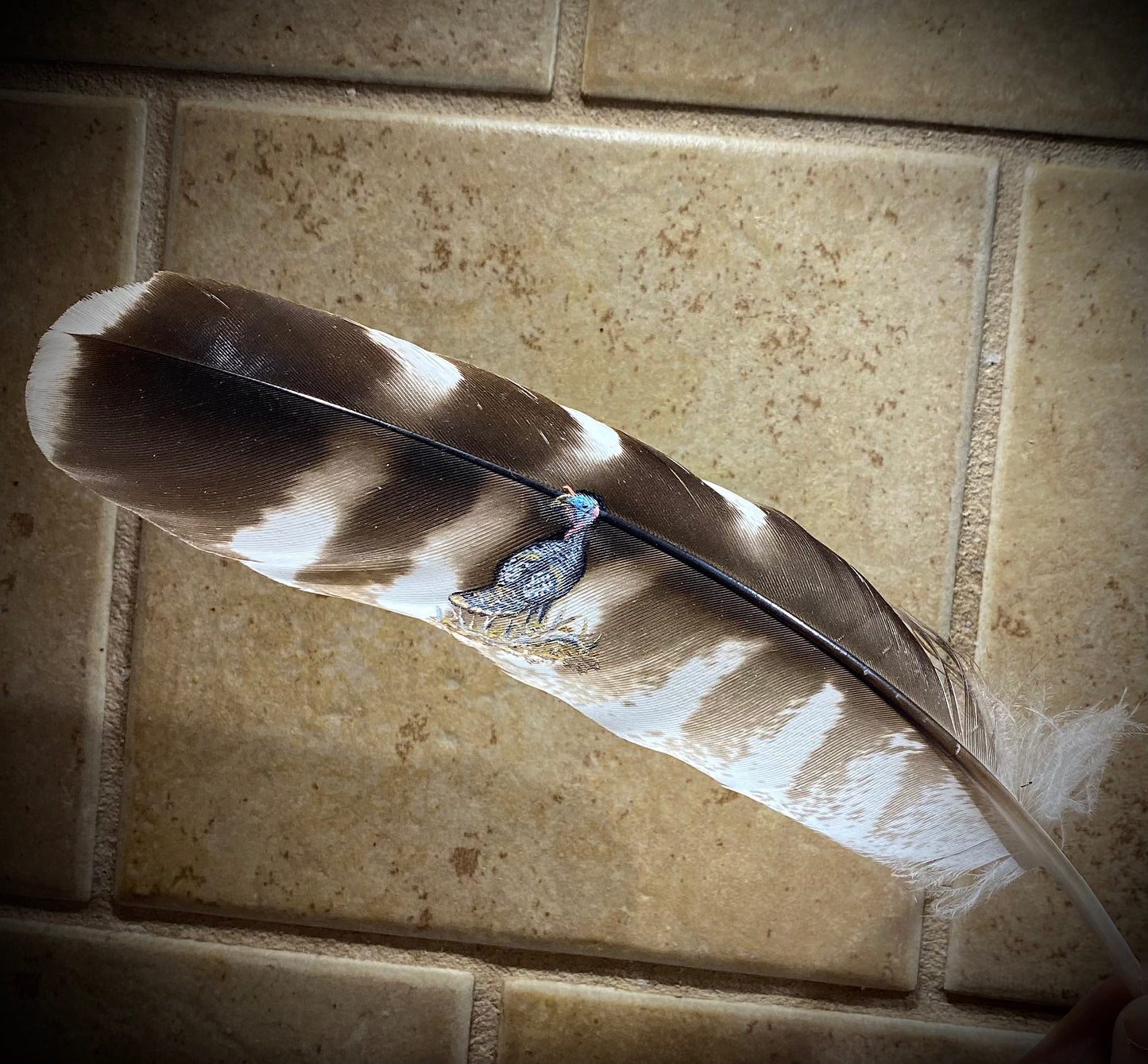 Painted Feather